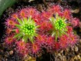 /album/plantas-carnivoras/plantas-cannivoras-3-jpg/