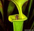 /album/plantas-carnivoras/plantas-cannivoras-1-jpg/
