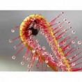 /album/plantas-carnivoras/plantas-cannivoras-5-jpg/