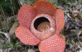 /album/plantas-carnivoras/plantas-cannivoras-8-png/